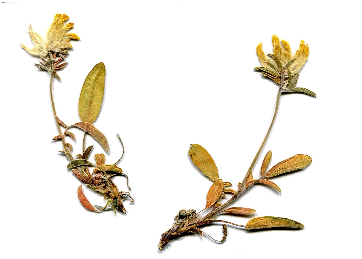 Anthyllis vulneraria subsp. maritima (Fabaceae)